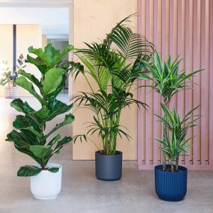 Large Plant Assortment