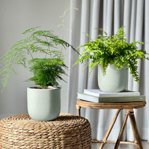 Set of Two Ferns