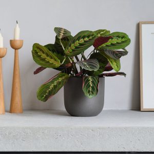 Graphite Earthenware with Prayer Plant