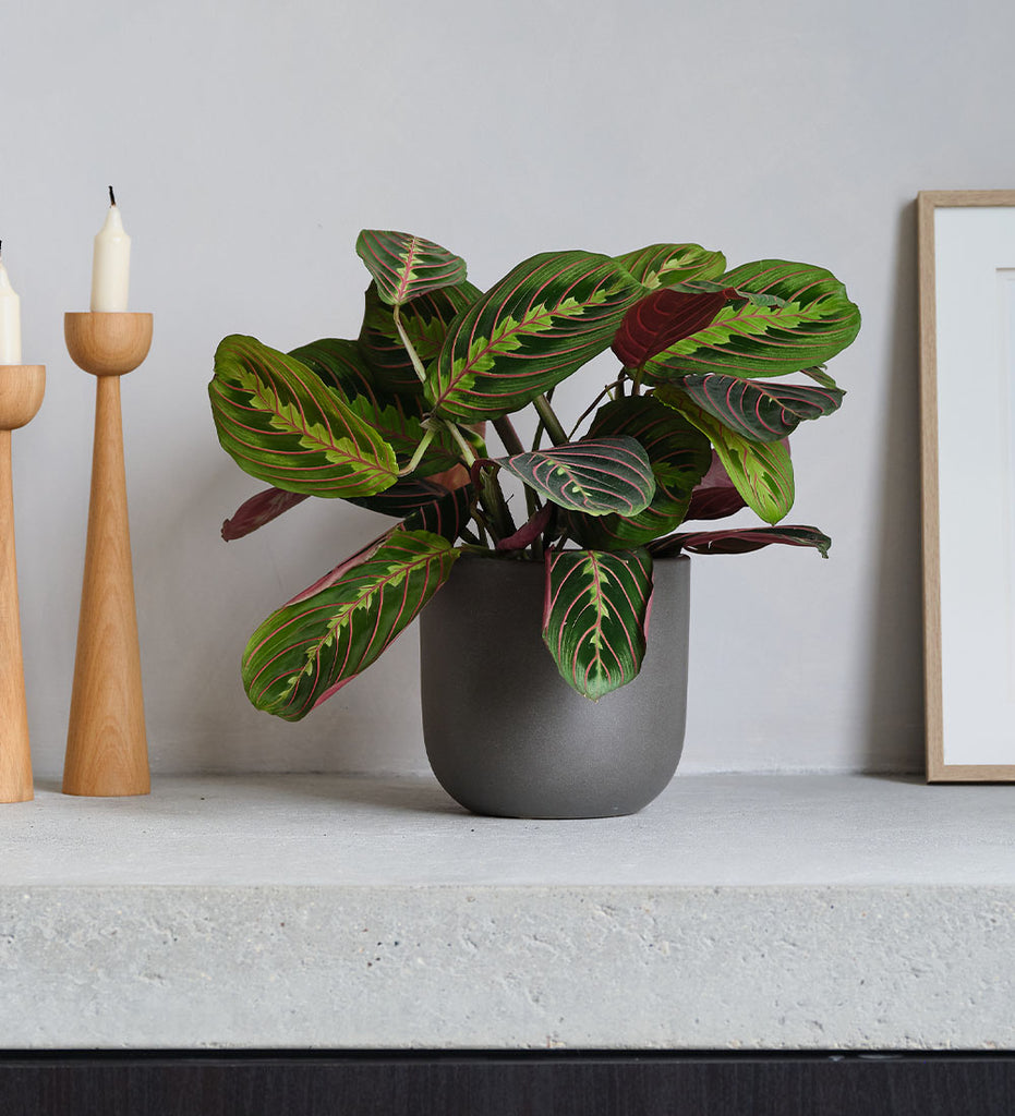 Graphite Earthenware with Prayer Plant