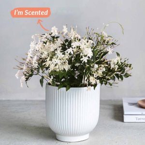 Jasmine Plant in Ceramic Pot