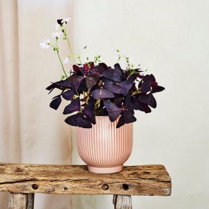 Oxalis Plant with Pot