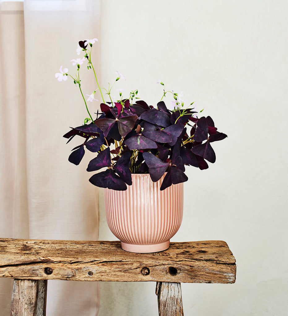 Oxalis Plant with Pot