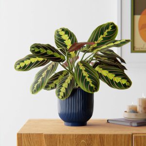 Prayer Plant with Planter