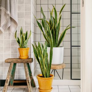 Sansevieria Plant