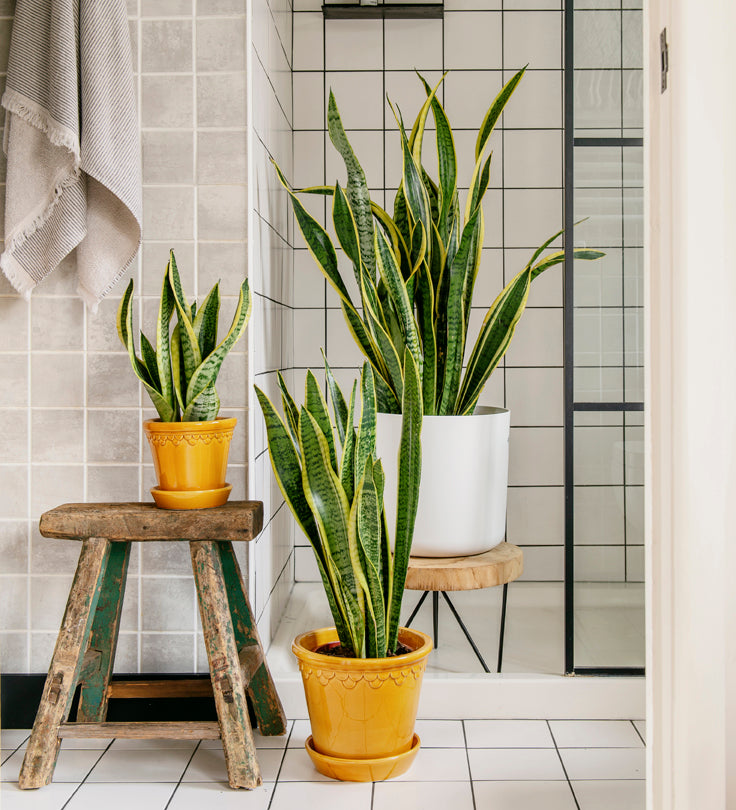 Sansevieria Plant