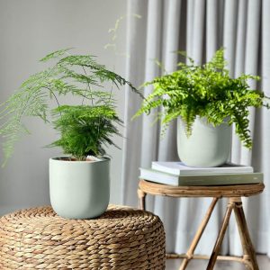 Set of Two Ferns