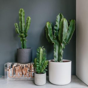 Trigona Euphorbia Cactus